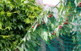 Как защитить урожай вишни и черешни от птиц